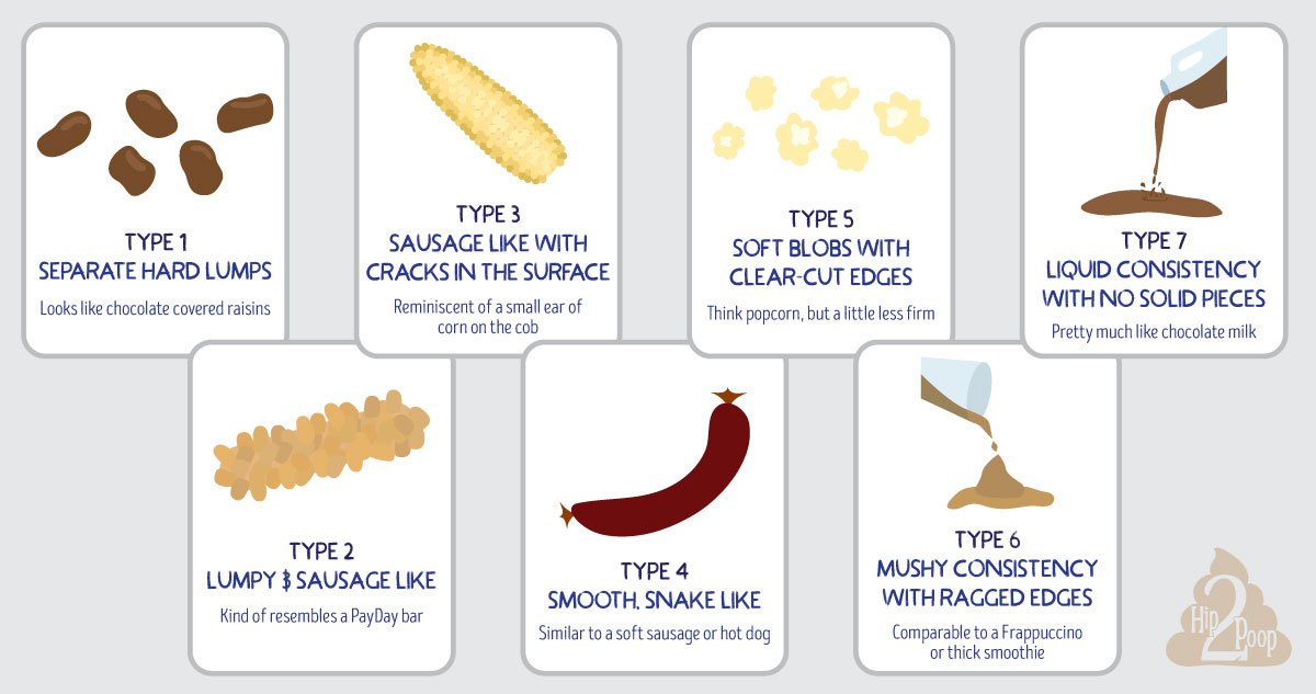 What Your Poop Is Trying To Tell You | Chart Included