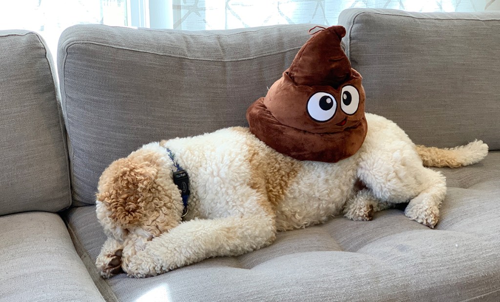 collin's dog with plush poop emoji hat on back